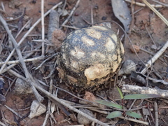 Pisolithus microcarpus