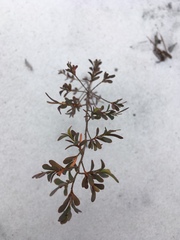 Polygonella polygama