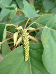 Homalanthus populneus