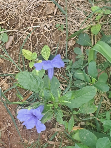 Ruellia tuberosa, photograph 2