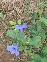 author not stated, no rights reserved Ruellia tuberosa, photograph author not stated, no rights reserved