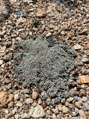 Eriogonum caespitosum