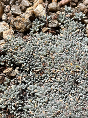Eriogonum caespitosum, photograph (c) htasoff, some rights reserved (CC BY)