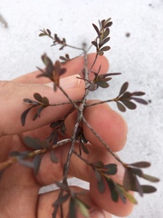 Polygonella polygama