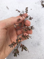 Polygonella polygama