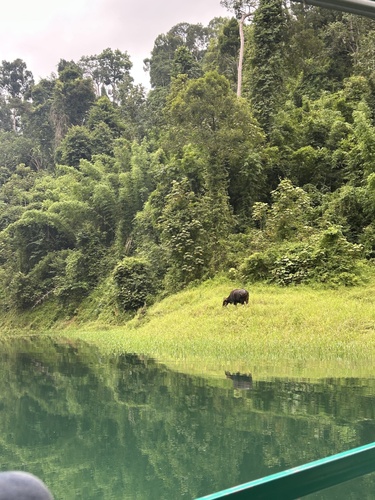 Gaur