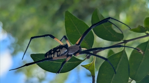 Yellow Garden Spider