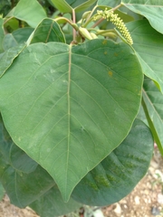 Homalanthus populneus