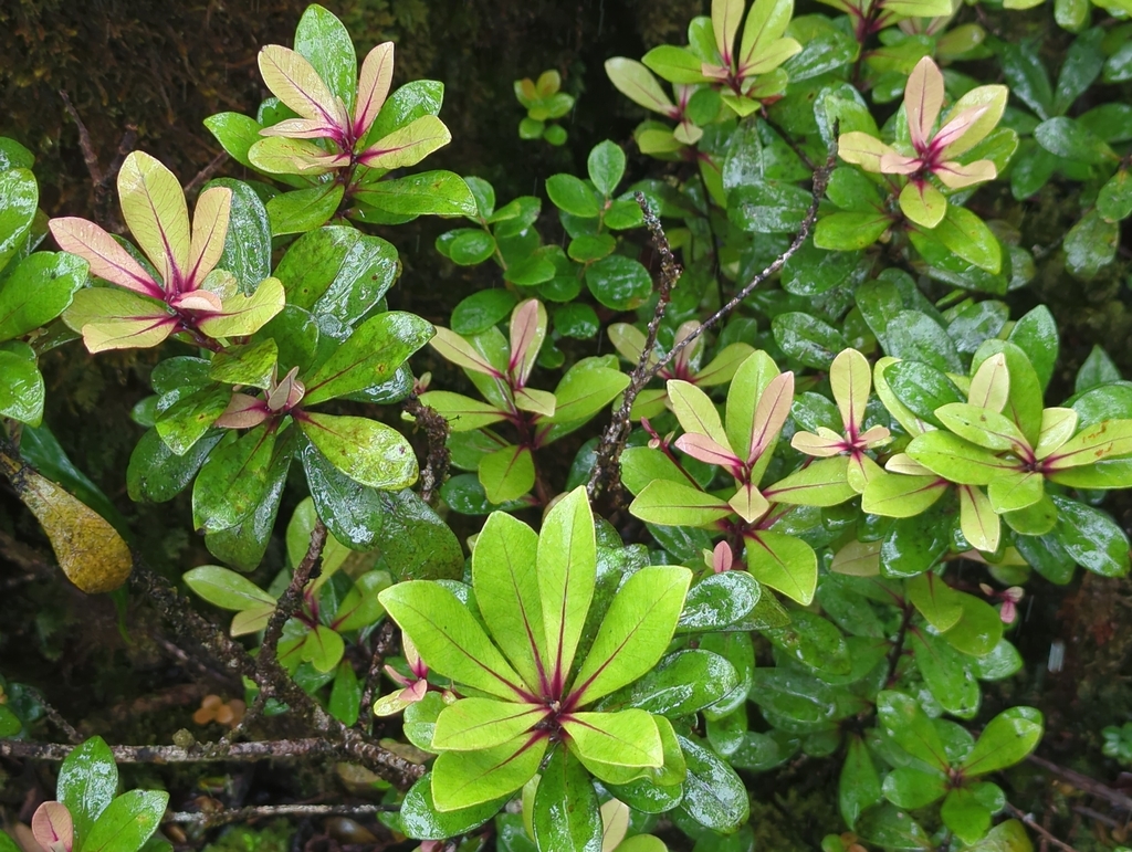 Myrsine lessertiana; photograph author not stated, no rights reserved