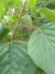 Homalanthus populneus