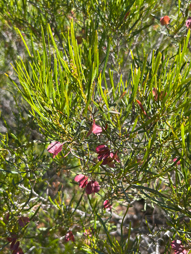 Dodonaea viscosa observed 2026-09-08