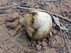 Pisolithus microcarpus