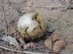 Pisolithus microcarpus