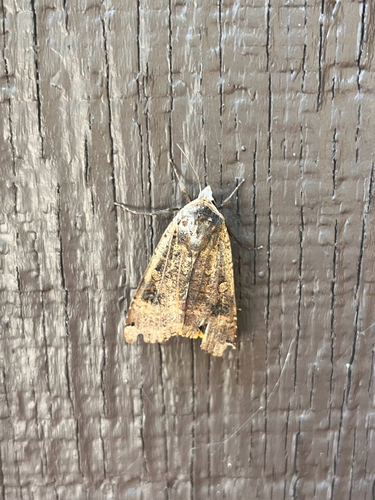 iNaturalist observation photo of Large Yellow Underwing