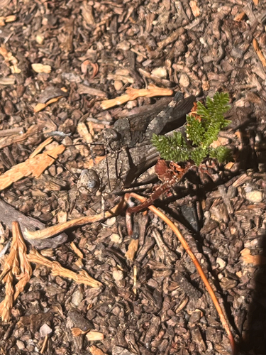 iNaturalist observation photo of Fontana Grasshopper
