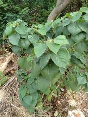 Homalanthus populneus