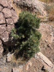 Pinus monophylla