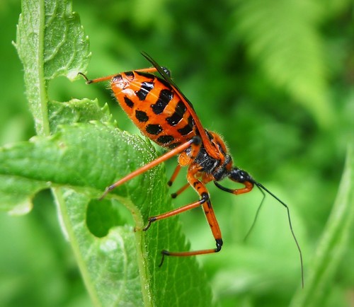 Cimice assassina