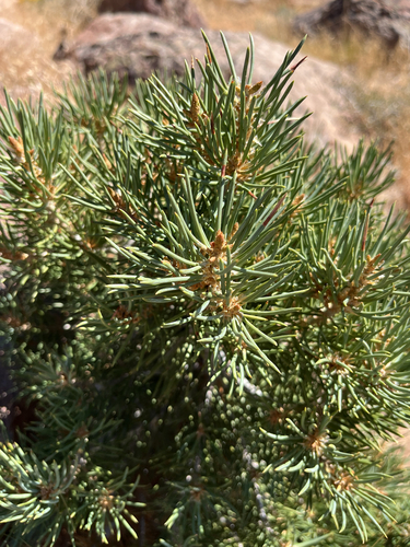 Pinus monophylla, photograph 2
