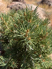 (c) htasoff, some rights reserved (CC BY) Pinus monophylla, photograph (c) htasoff, some rights reserved (CC BY)