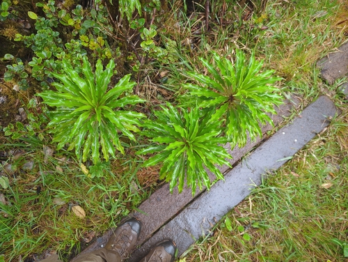 Trematolobelia macrostachys observed 2026-09-05