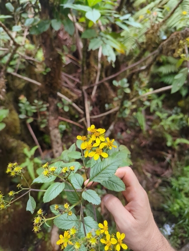 Bidens torta observed 2026-09-05