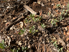 Salvia sonomensis