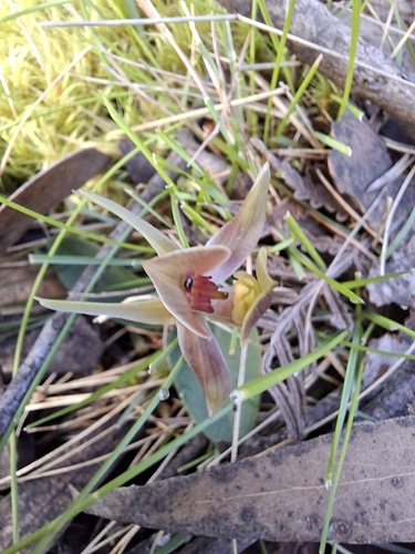 three-horned bird orchid