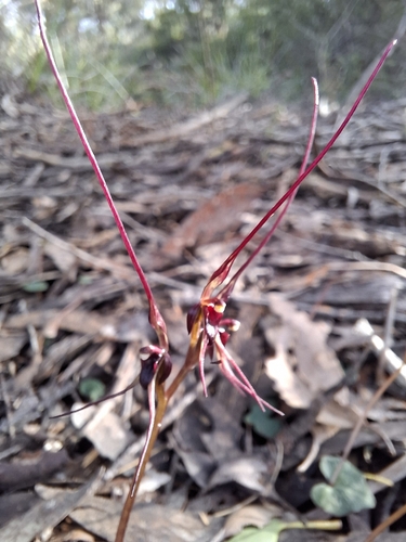 Mayfly orchid