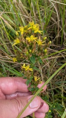Hypericum tetrapterum, photograph (c) guywallbanks, some rights reserved (CC BY)