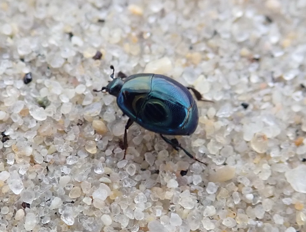 Saprinus pensylvanicus