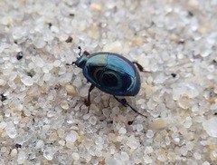 Saprinus pensylvanicus
