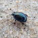 Clown Beetle - Photo (c) Paul Bedell, some rights reserved (CC BY-SA), uploaded by Paul Bedell