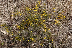 Acacia brownii, photograph (c) Max Campbell, some rights reserved (CC BY)