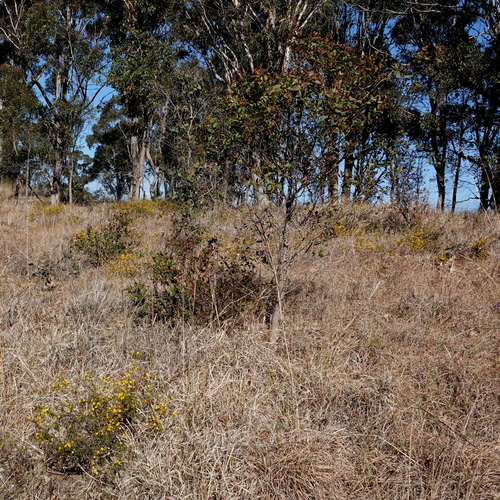 Acacia brownii, photograph 6