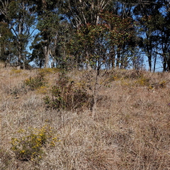 Acacia brownii, photograph (c) Max Campbell, some rights reserved (CC BY)