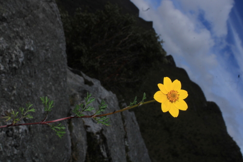Bidens andicola, 2026-08-30