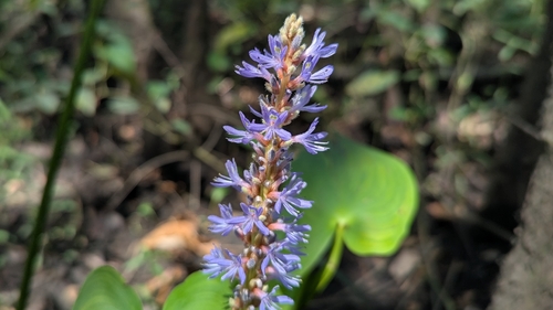 pickerelweed
