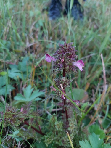 Pedicularis palustris, photograph 4
