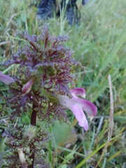 (c) E. Borchert, some rights reserved (CC BY) Pedicularis palustris, photograph (c) E. Borchert, some rights reserved (CC BY)