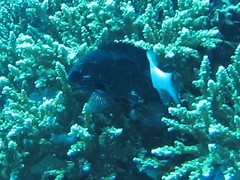 Pycnochromis margaritifer