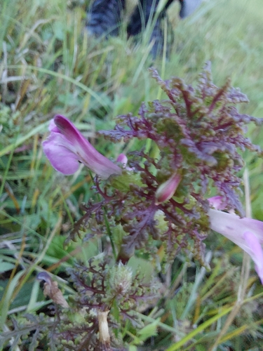 Pedicularis palustris, photograph 6