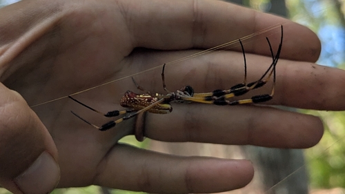 Golden Silk Spider