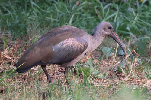 iNaturalist image