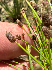 Eleocharis ovata