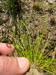 (c) Thomas Ebner, some rights reserved (CC BY) Eleocharis ovata, photograph (c) Thomas Ebner, some rights reserved (CC BY)