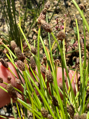 (c) Thomas Ebner, some rights reserved (CC BY) Eleocharis ovata, photograph (c) Thomas Ebner, some rights reserved (CC BY)