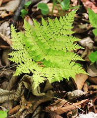 Dryopteris amurensis