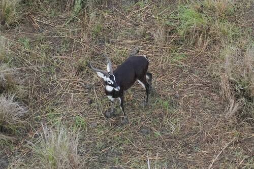 Kob, Pochalla, South Sudan, photo 9 of 10