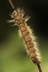 Lebeda nobilis
